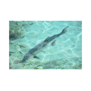 Tarpon Fishing, Silverking