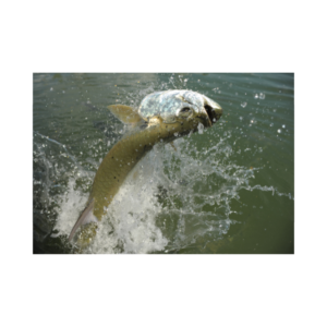 Tarpon Fishing in Tampa Bay