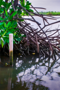 Tampa Bay Mangrove