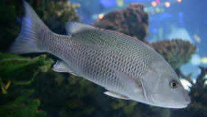 grey snapper