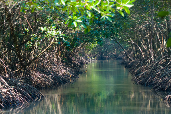Inshore fishing rigs around mangroves 