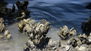 Choose the Right Rig for Tampa Bay