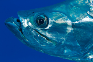 Fishing for Tarpon Tampa Bay 