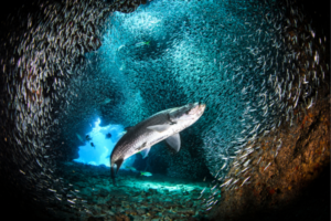 Fishing for tarpon in Tampa