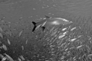 Best Fishing Rigs for Catching Tarpon